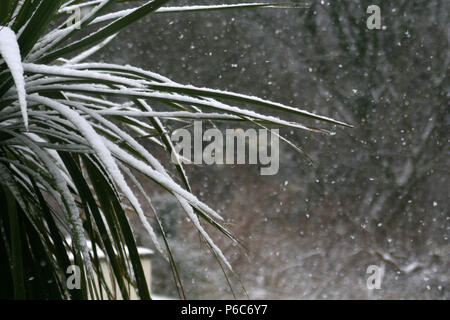 Feuilles de palmier recouvert de neige Banque D'Images