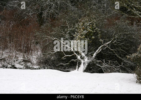 Arbre couvert de neige Twisty à Cornwall Banque D'Images