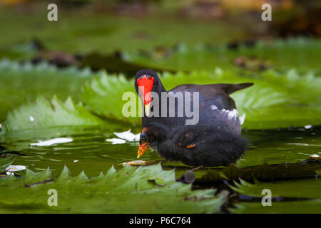 La Gallinule poule-d'eau Gallinula chloropus, mère, et les jeunes sur le Rio Chagres, parc national de Soberania, République du Panama. Banque D'Images