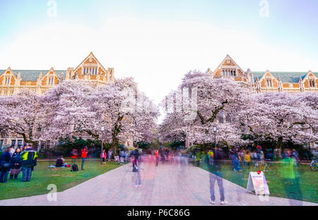 Université de Washington, Seattle,washingto n,USA. 04-03-2017 : la floraison des cerisiers en fleur dans le jardin avec de monde. Banque D'Images