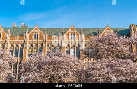 Université de Washington, Seattle,washingto n,USA. 04-03-2017 : la floraison des cerisiers en fleur dans le jardin avec de monde. Banque D'Images