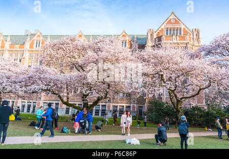 Université de Washington, Seattle,washingto n,USA. 04-03-2017 : la floraison des cerisiers en fleur dans le jardin avec de monde. Banque D'Images