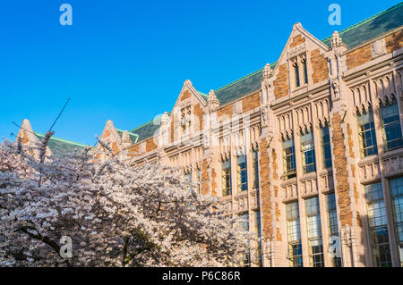 Université de Washington, Seattle,washingto n,USA. 04-03-2017 : la floraison des cerisiers en fleur dans le jardin avec de monde. Banque D'Images