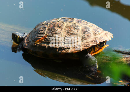 Belle tortue de mer sur un journal Banque D'Images