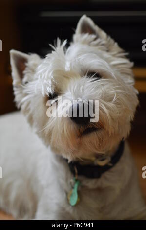 West Highland White Terrier attentifs à ce que vous dites. Westy. La nature, chien, animal, Portrait. 26 mai, 2018. Madrid. L'Espagne. Banque D'Images