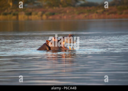 - Hippopotamus Hippopotamus amphibius avec tête sortant d'un lac et d'ouverture de la bouche en Afrique du Sud Banque D'Images