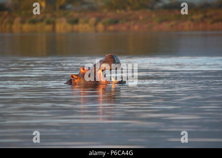 - Hippopotamus Hippopotamus amphibius avec tête sortant d'un lac et d'ouverture de la bouche en Afrique du Sud Banque D'Images