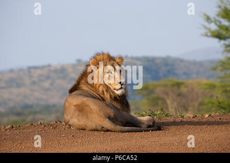 Lion Panthera leo au repos dans les premiers rayons du soleil dans Zimanga Private Game Reserve, Afrique du Sud Banque D'Images