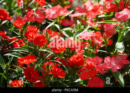 Mayfield Garden Centre, Kelso, l'Écosse (Klondike administré par William grève). Plantes pour la vente. Zinnia. Banque D'Images