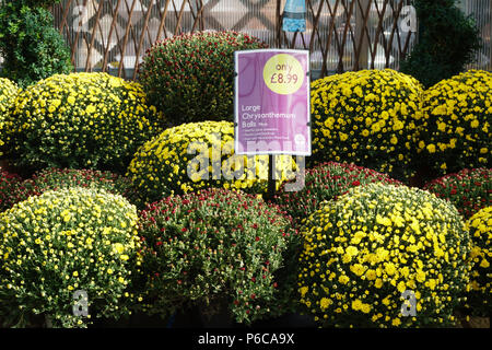 Mayfield Garden Centre, Kelso, l'Écosse (Klondike administré par William grève). Plantes pour la vente. Boules de chrysanthème. Banque D'Images