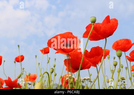 Pavot Rouge et bleu du ciel photo fabriqué en Hollande sur un jour d'été Banque D'Images