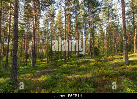 Forêt en Finlad au jour d'été Banque D'Images