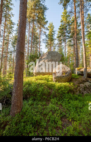 Forêt en Finlad au jour d'été Banque D'Images