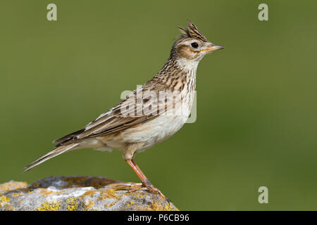 Seul close up de Skylark, Alauda arvensis, UK Banque D'Images