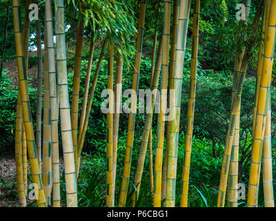 Bambous au Jardin du Palais Impérial à Tokyo Banque D'Images