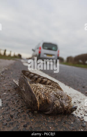 Fauve, Accipiter nisus, victime de roadkill avec des voitures, UK Banque D'Images