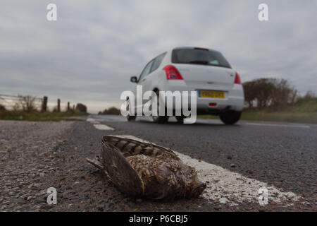 Fauve, Accipiter nisus, victime de roadkill avec des voitures, UK Banque D'Images