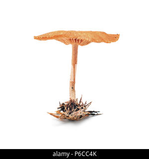 Laccaria laccata mushroom isolated on white Banque D'Images