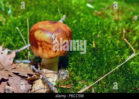 Une russula foetens non comestibles dans la forêt Banque D'Images