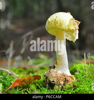 L'amanita citrina, faux deathcap, champignons sur le terrain Banque D'Images