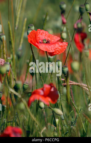 Coquelicot Papaver rhoeas, commun, en fleurs, c'est une plante herbacée annuelle plante Banque D'Images