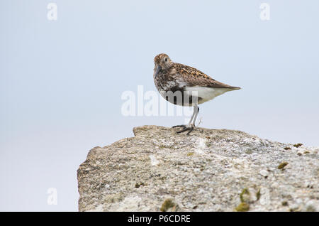 Le Bécasseau variable (Calidris alpina) plumage en été, Shetland, UK Banque D'Images