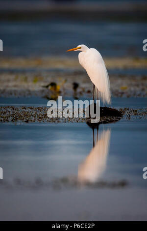 Une belle grande aigrette Ardea alba, sur un journal à Rio Chagres, parc national de Soberania, République du Panama. Banque D'Images