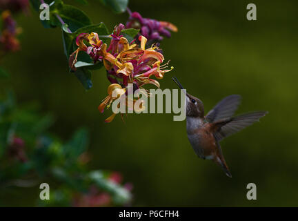 Colibri Banque D'Images