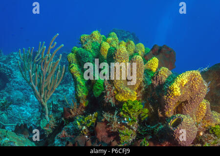 Reef scène, éponge Banque D'Images