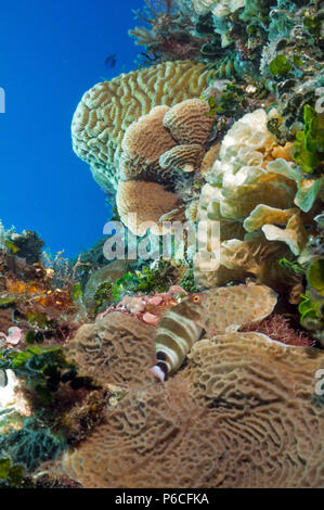 Reef scène hawkfish, rouge Banque D'Images