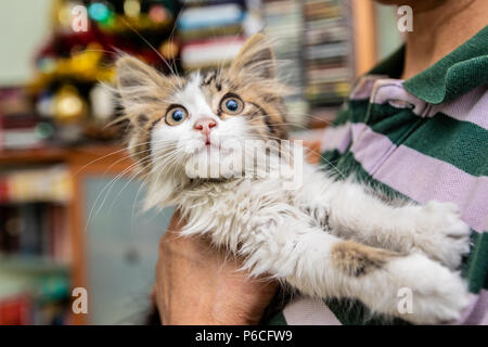 Un peu drôle cute kitty smiles Banque D'Images