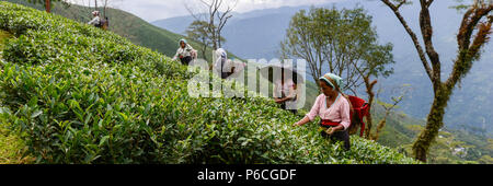 Femme de brancher un plateau à Darjeeling, Inde Banque D'Images