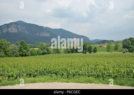 Vignoble dans le lac d'Iseo Banque D'Images