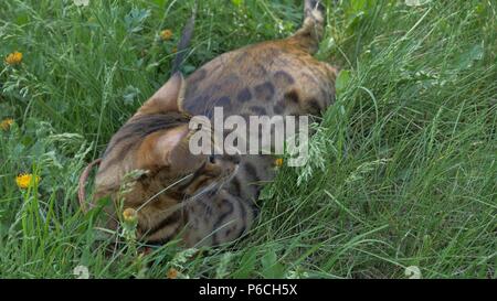 Bengal chat marche dans l'herbe. Il montre différentes émotions. Le chat s'est détourné de nous, la vue arrière. Banque D'Images