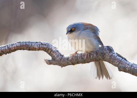 Portrait of a yellow-eyed Junco dans le sud de l'Arizona, USA. Banque D'Images