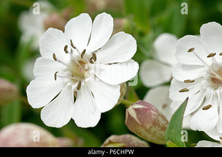 Mer (Silene vulgaris sous. maritima), gros plan d'une fleur simple avec bud. Banque D'Images