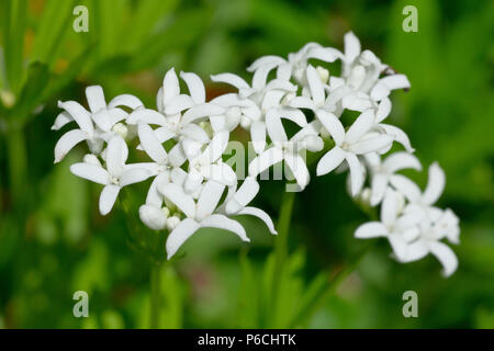 Woodruff ou Sweet Woodruff (Galium odoratum), close up d'un cluster de la petite, fleurs délicates. Banque D'Images