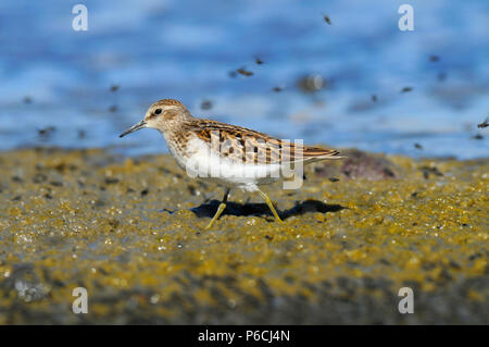 Sandpiper au lac Abert, Quartier Lakeview Bureau de la gestion des terres, de l'Oregon Banque D'Images