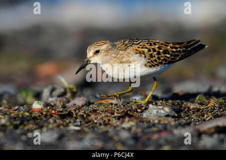 Sandpiper au lac Abert, Quartier Lakeview Bureau de la gestion des terres, de l'Oregon Banque D'Images