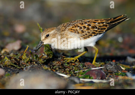 Sandpiper au lac Abert, Quartier Lakeview Bureau de la gestion des terres, de l'Oregon Banque D'Images