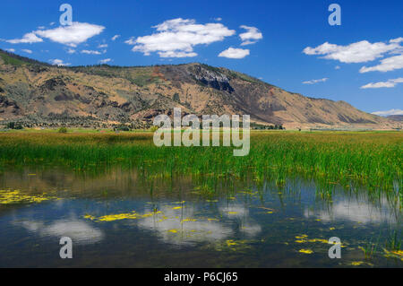 Marais à scirpe, été lac de faune, de l'Oregon Outback Scenic Byway, Oregon Banque D'Images