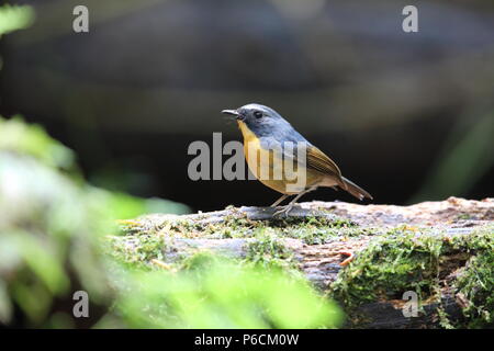 Snowy-browed flycatcher (Ficedula hyperythra) dans la région de Dalat, Vietnam Banque D'Images