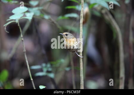 Snowy-browed flycatcher (Ficedula hyperythra) dans la région de Dalat, Vietnam Banque D'Images