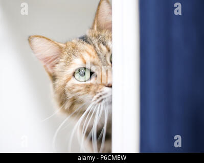 Un chat tabby shorthair domestique timide peeking autour d'un mur Banque D'Images