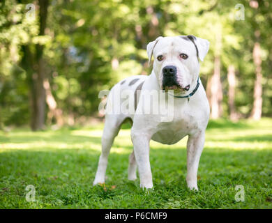 Un livre blanc American Bulldog dog avec les taches brunes standing outdoors Banque D'Images