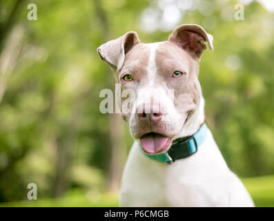 Un fauve et blanc pit-bull terrier dog avec une expression heureuse Banque D'Images