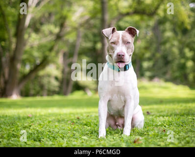 Un fauve et blanc pit-bull terrier dog avec une expression heureuse Banque D'Images