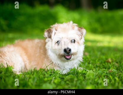 Un mignon petit caniche miniature / Pomeranian dog allongé dans l'herbe Banque D'Images