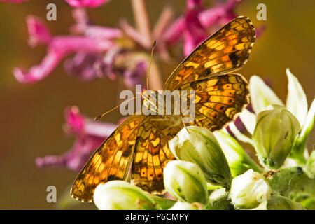 Détail d'un champ ventral Crescent, papillon, sur le Phyciodes pulchella bourgeon d'une fleur sauvage dans les montagnes Cascades du centre de l'Oregon. Banque D'Images