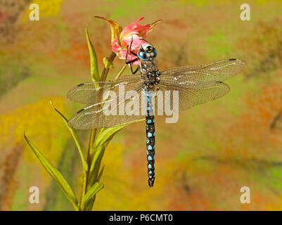 Détail d'un Blue-Eyed Darner (Rhionaeschna multicolor) sur le bourgeon d'une fleur sauvage indian paintbrush, centre de l'Oregon. Banque D'Images